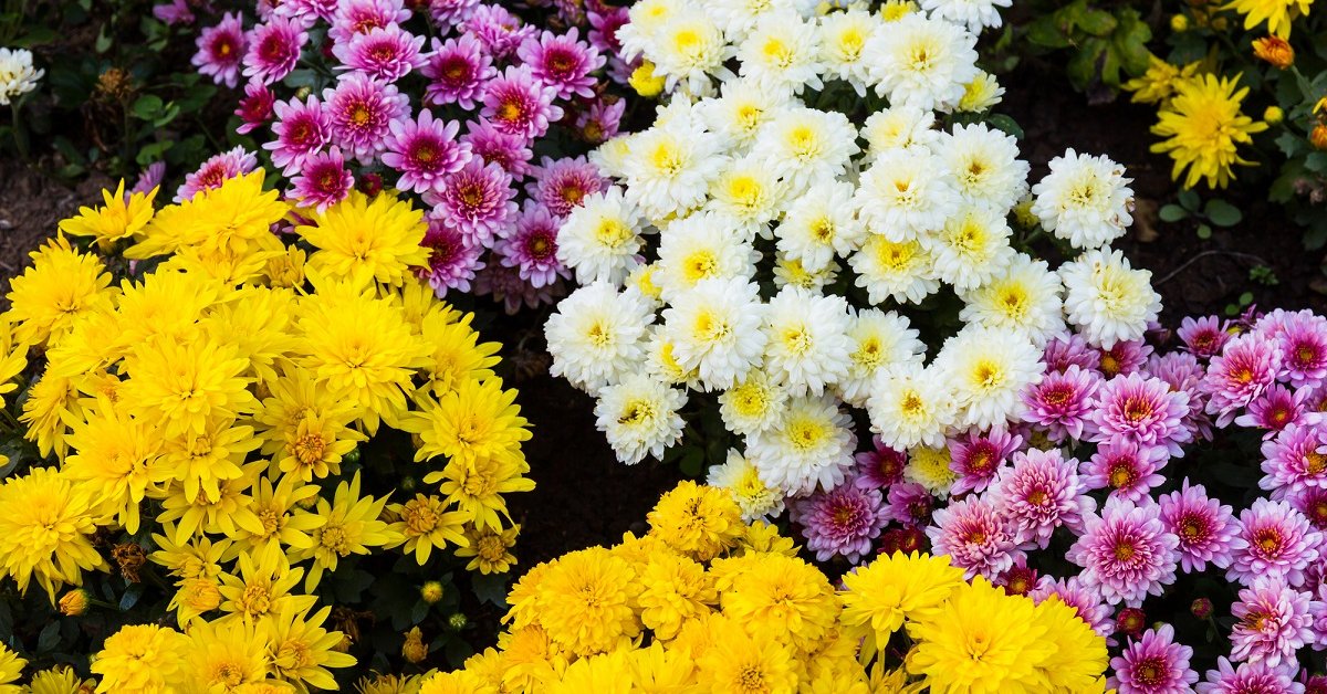 Садовая хризантема: фото с описанием, сорта, особенности разведения и ухода